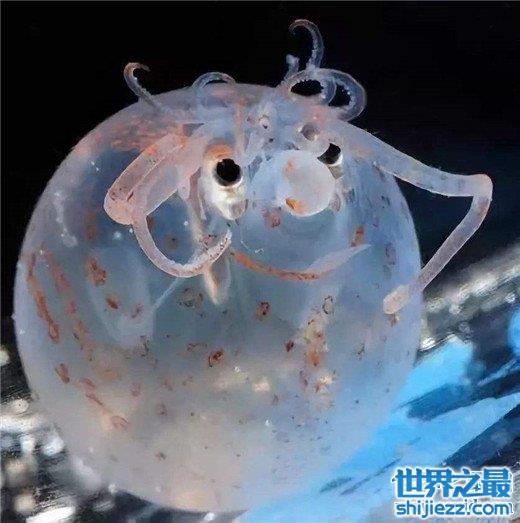 十大怪异的海洋生物"海绵宝宝"真的存在海底