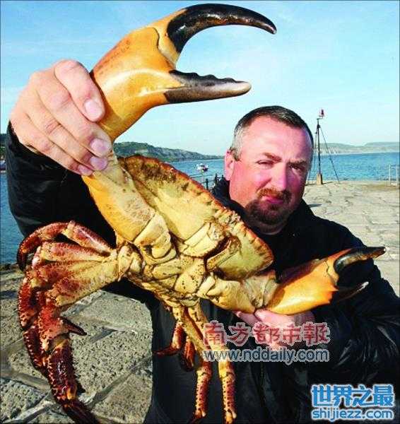 ——一只重达17磅(约合8公斤)的巨型螃蟹,它的蟹螯足有人的