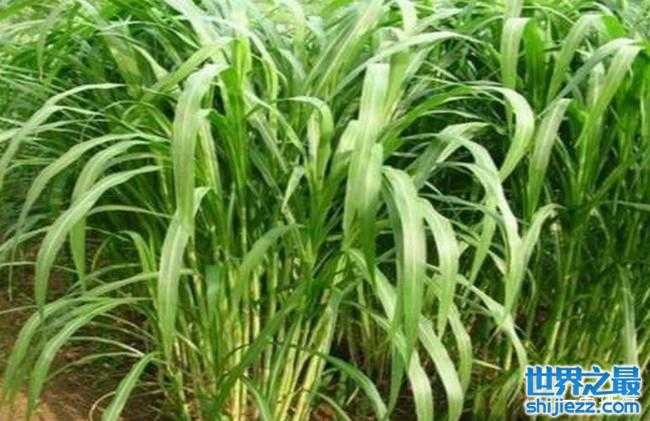 牧草品种大全中国最好的十大牧草