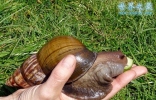 世界上最大的蜗牛，非洲大蜗牛(长20厘米)