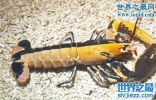 双色龙虾，基因突变的雌雄同体龙虾
