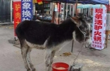 中国十大禁菜之浇驴肉，活驴身上浇汤烫肉吃(吃活驴)