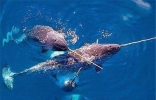 世界上长相最奇特的鲸，来自海底的独角兽（有着3米长牙）