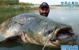 巨型鲶鱼，长2.7米重586斤(一条能吃几个月)