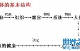 人体八大系统的结构及功能，消化系统最早出现病变