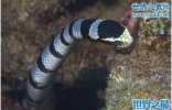 海蛇图片大全，海蛇有毒吗(最强的动物毒)