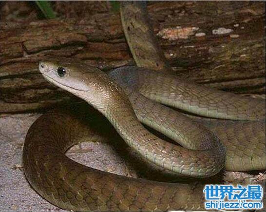 世界十大无毒蛇,水蛇最普遍玉米蛇成宠物 