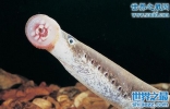 古老的活化石七鳃鳗，让人头皮发麻的吸盘嘴