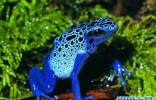 世界十大最毒青蛙，颜值虽高但有剧毒！