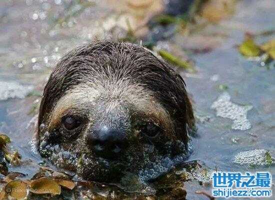 传说中的水猴子图片曝光 奇怪的外表下有着凶残的内心 