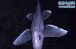 奇葩的深海动物大全，幽灵鲨的丁丁竟长在脑袋上