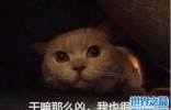 橘猫为什么那么胖，10斤以下的橘猫是不存在的