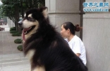 巨型阿拉斯加犬，站起来身高一米六(比人还高)