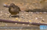 世界上最重的飞鸟，飞行高度可达8000多米，比飞机都高！