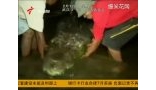 人类至今活捉最大咸水鳄鱼在菲律宾死亡