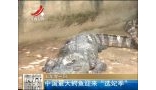 五年等一回 中国最大鳄鱼迎来“选妃季”