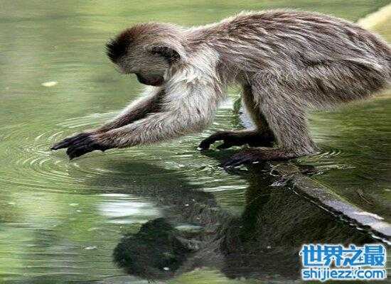 水猴子拉人下水 动物图片