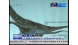 巴西最大恐龙化石 发现逾60年后展示