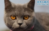 世界十大最贵的猫咪，阿什拉混血猫(高达61万元)