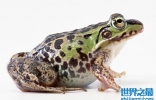 野生虎纹蛙是保护动物，抓一只就被判刑三年
