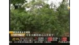 云南：古树茶价格大涨 最高每公斤两万元