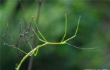 世界上最奇怪的10种昆虫 ，长的像凯蒂猫的毛毛虫