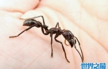 世界十大可怕蚂蚁，每一种都让人毛骨悚然！