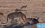 非洲鬣狗VS猎豹，一只非洲鬣狗完爆三只猎豹(套图)