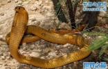 黄金眼镜蛇，非洲最致命的大型毒蛇(死亡率高达60%)