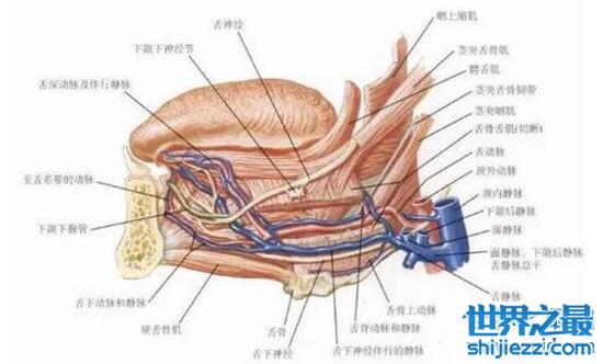 咬舌自尽的原理是什么,其实根本咬不断(更不会死) 