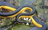 世界上最毒的蛇贝尔彻海蛇长达3米 一口毒液杀死一千人