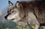 世界上最大的犬科动物，北美灰狼长2米(北美唯一狼种)