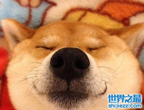 柴犬和秋田犬的区别看不出？速速看过来吧！ 