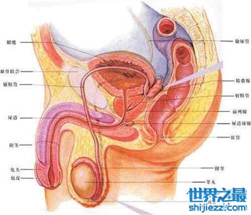 膀胱准确位置图图片