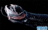 深海龙鱼生活在海洋深处，不好捕获导致价格高昂