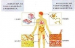 史上最全的人体结构图