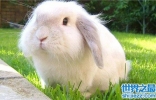 安哥拉兔成为最新网红神兽 品类繁多很适合家养
