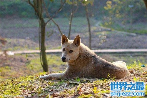 土狗是中华田园犬吗 土狗的历史由来是怎样 