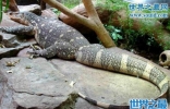 非洲最大的蜥蜴，尼罗河巨蜥(体长2米)