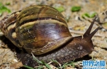 非洲大蜗牛是西非主要的蛋白质，携带多种病菌寄生虫