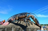 震惊！神秘海洋中的巨型龙虾——身长1.2米，体重达到40斤