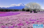 日本旅游必去景点排行榜，一起去富士山下看樱花吧