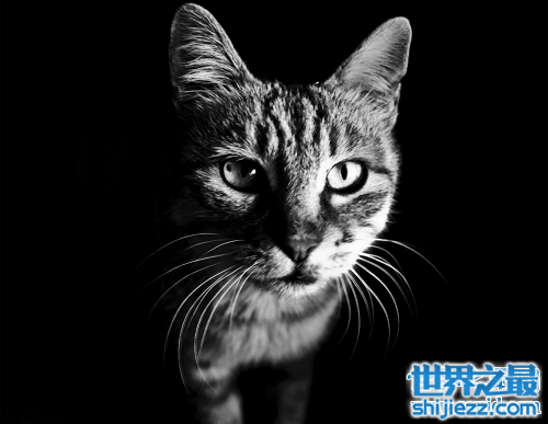 猫的寿命有多长？各位铲屎官快快看过来吧！ 