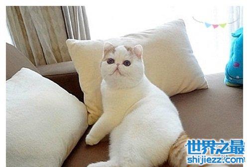 加菲猫跟波斯猫什么关系？谈谈加菲猫的由来！ 