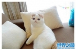 加菲猫跟波斯猫什么关系？谈谈加菲猫的由来！