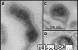 世界上最小的活生物体