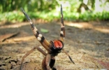 世界上十大最毒的蜘蛛排名 被第一毒蜘蛛咬了会阳痿