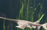 亚马逊鲇鱼 巨型鲶鱼凶猛无比被称吃人水怪！