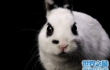 宠物兔饲养须知大赠送，教你科学养兔！
