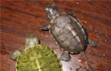 乌龟的寿命是有限的 各种龟类的寿命各有不同